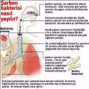 sarbon-7